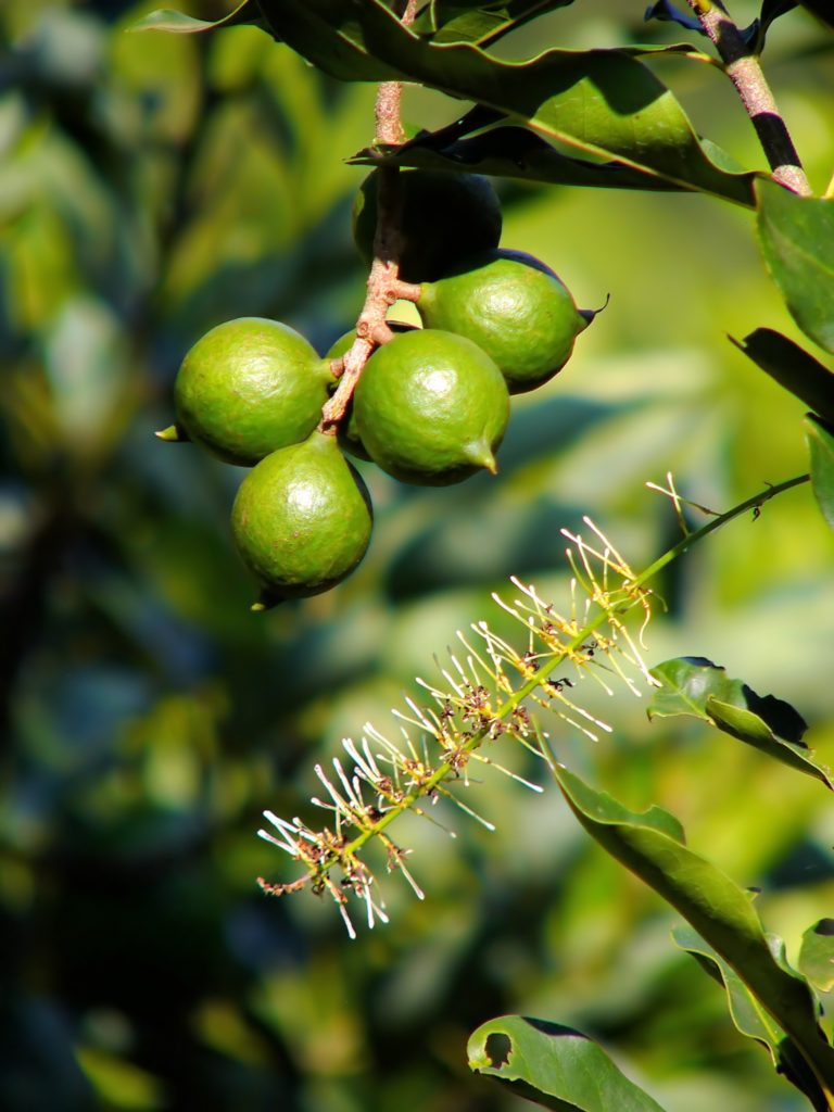 Macadamia Farming in Kenya: Opportunities, Challenges & the Road Ahead