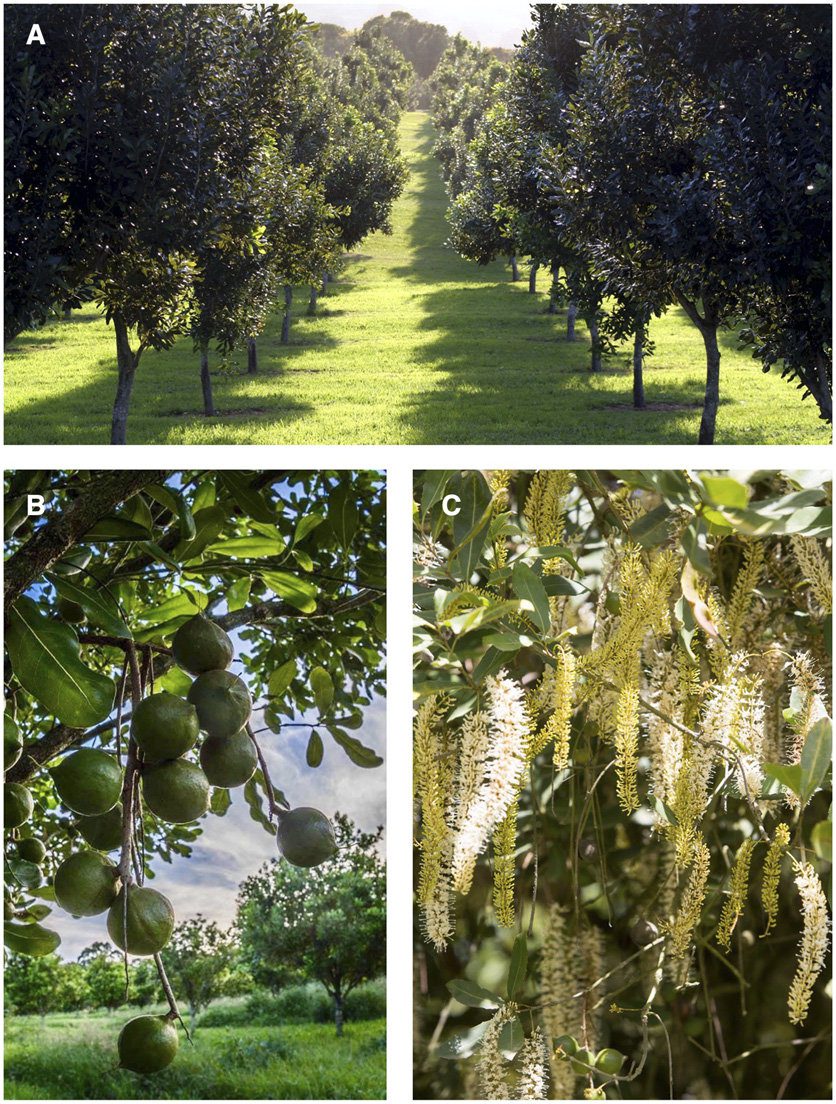 Analysis of Macadamia Varieties in Kenya and the Best Options for Makueni County